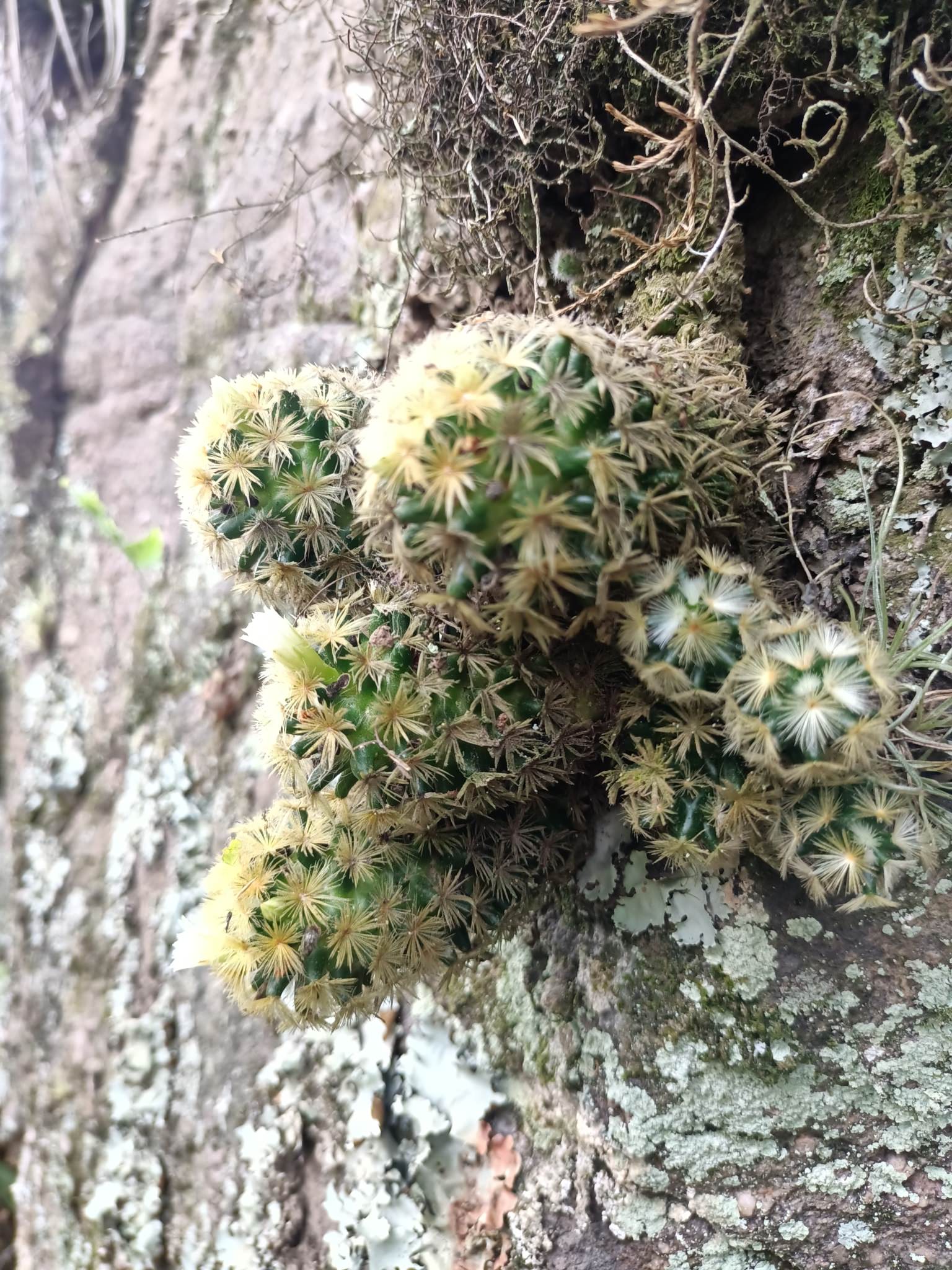 Mammillaria carmenae